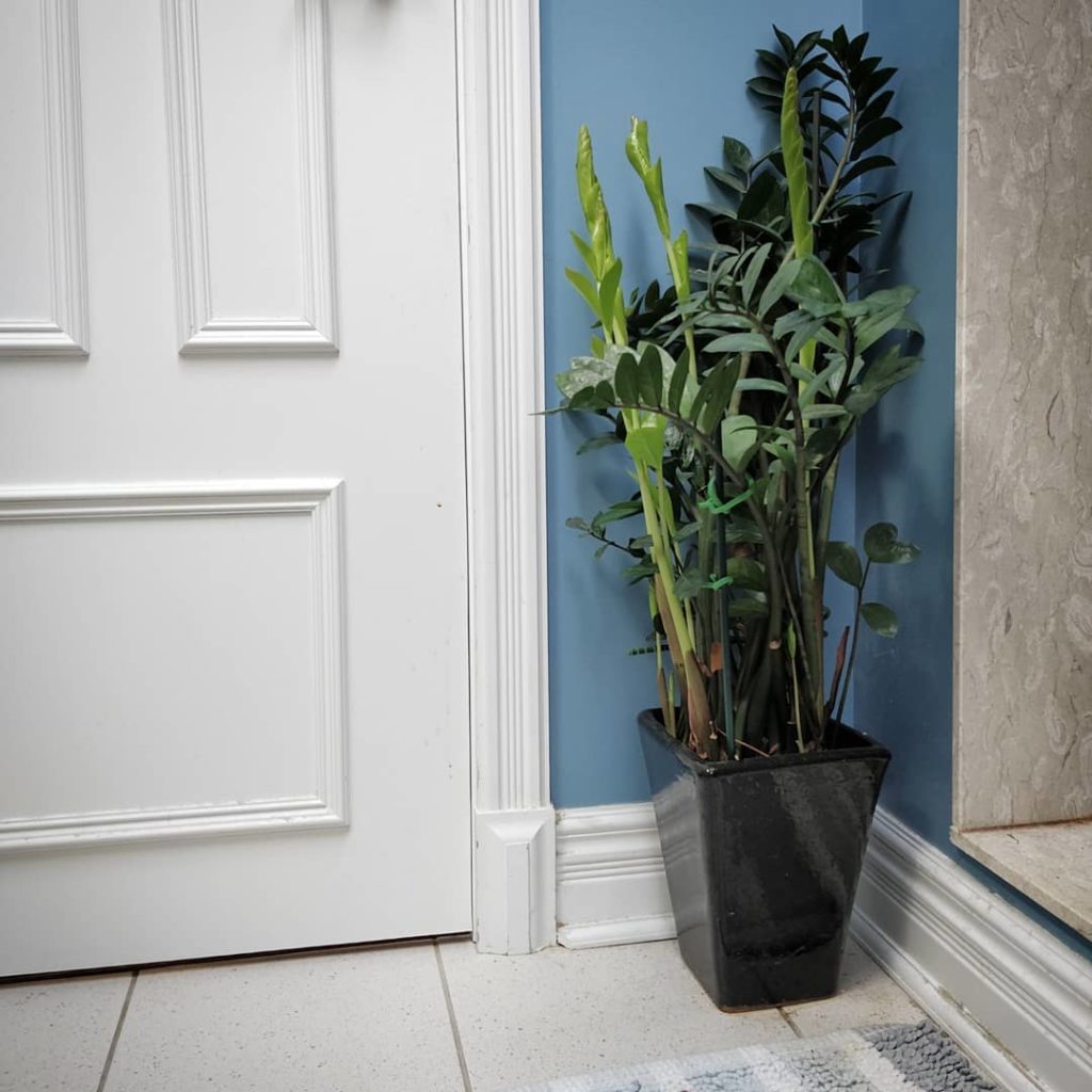 houseplantjournal: Getting to a happy place with your houseplants requires looking more deeply:
1&#… Getting to a happy place with your houseplants requires looking more deeply:
1&#...