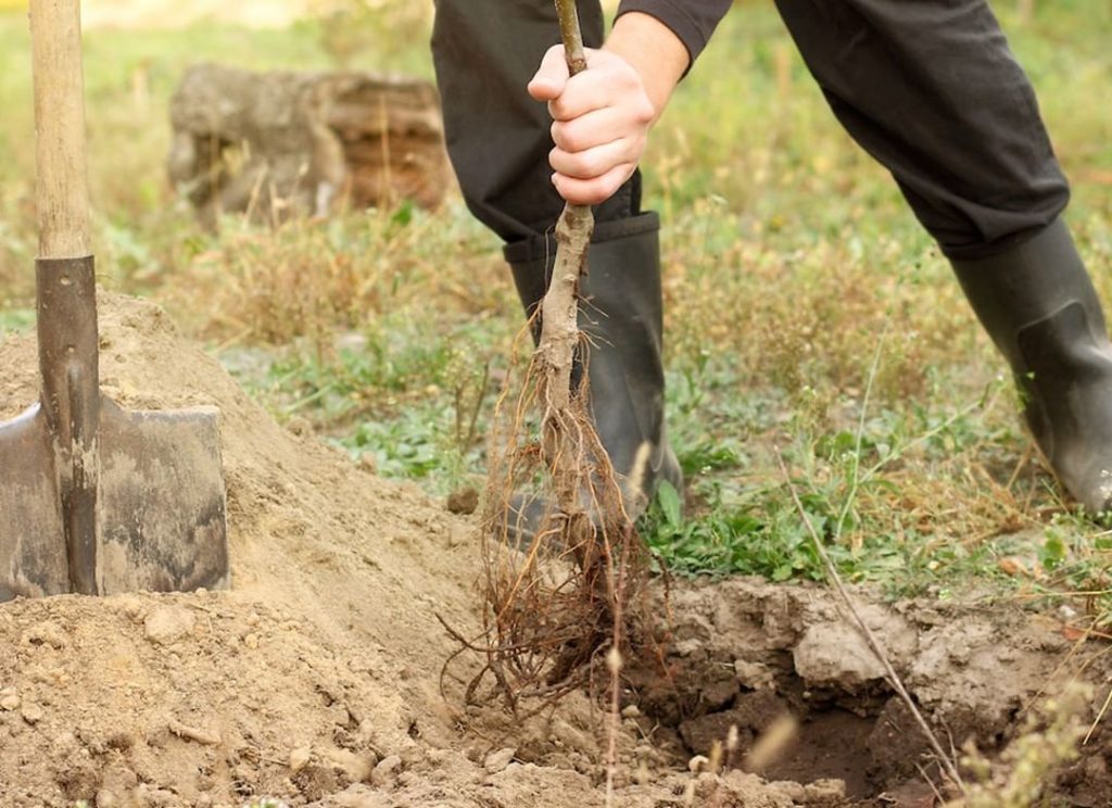It’s important to plant bare-root trees before they break dormancy. Planting in ...