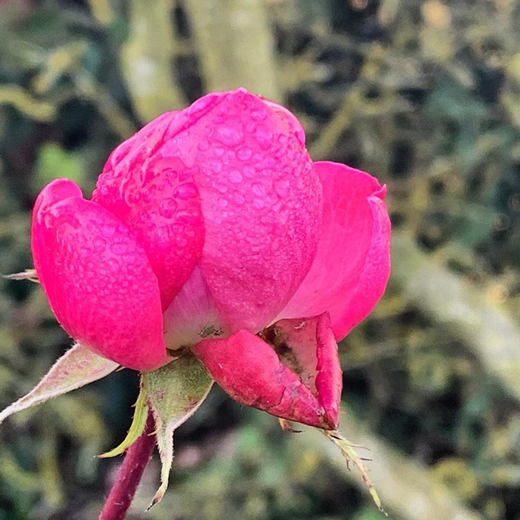 One lone Rose bravely facing the winter weather. How it hasn’t been destroyed by...