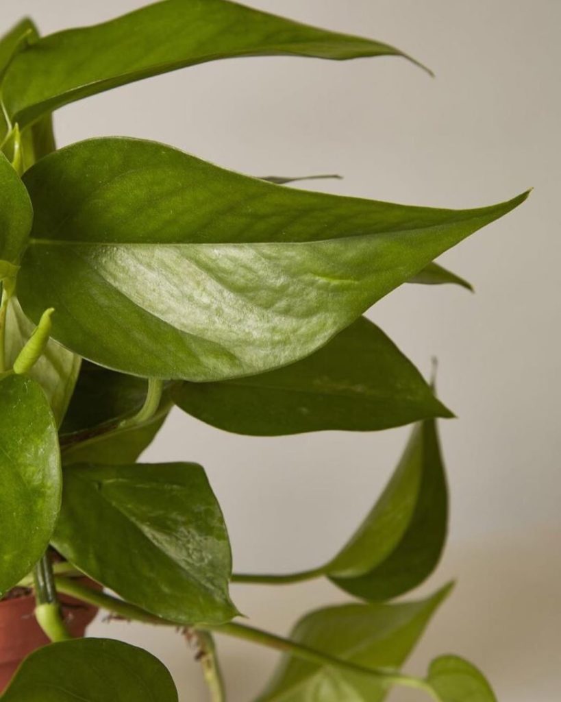 What vines through trying times? The Jade Pothos. It's a great plant for beginne...