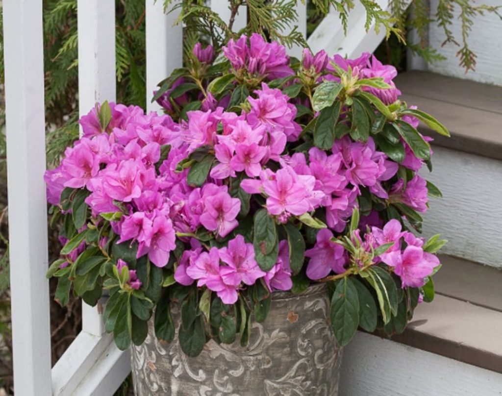 Gardening in Northern California? Now is a good time to plant camellias and azal...