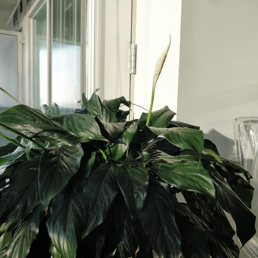 Latest peace lily bloom on the way: this plant has been a long-time friend - got...
