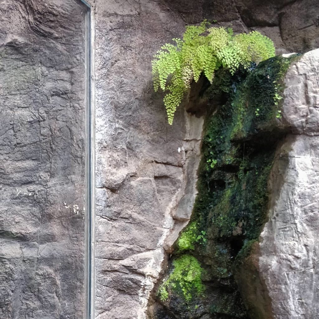 Maidenhair ferns DO NOT require "high" humidity to thrive.
.
1️⃣ H...