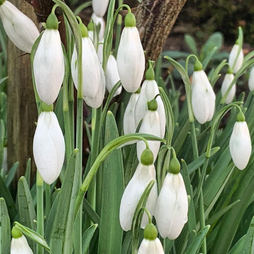 kategouldgardens: There are plants that just make you . There’s nothing showy or flash about them,… There are plants that just make you . There’s nothing showy or flash about them,...