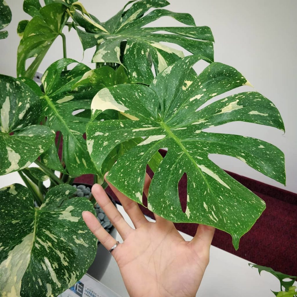 More amazing foliage at TPIE. These are entries by @costafarms to the foliage co...