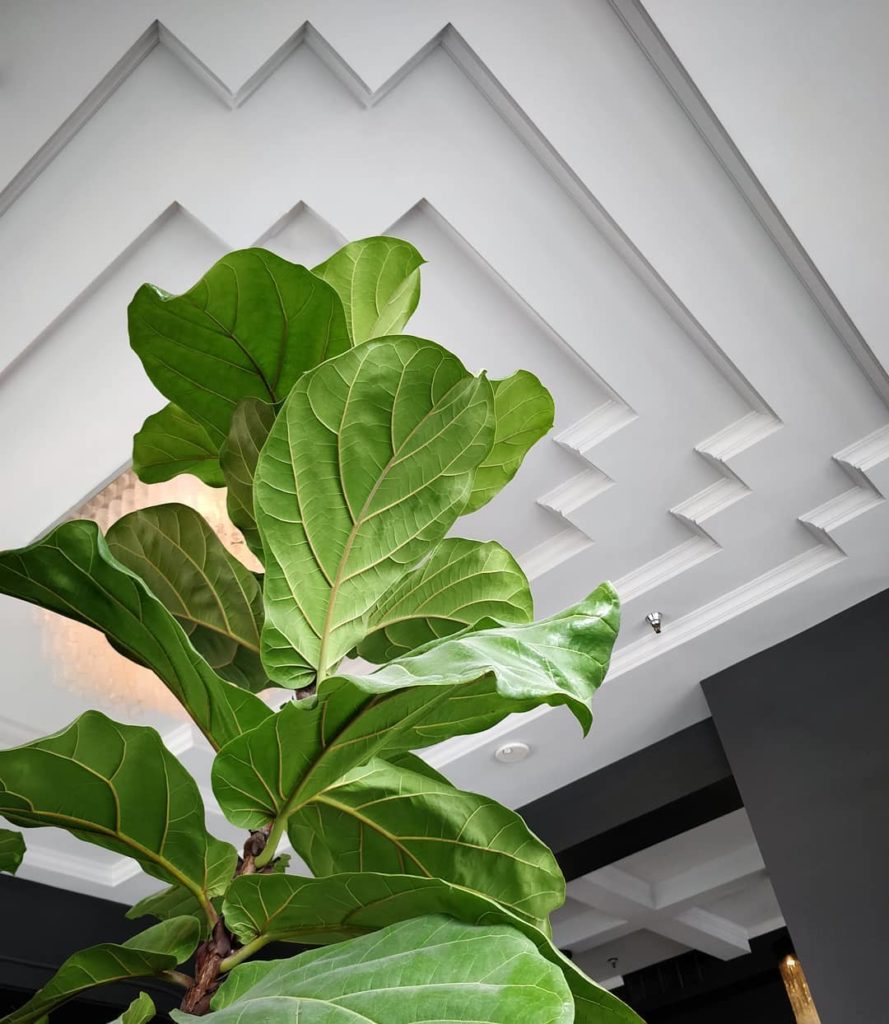 houseplantjournal: Lyrata Deco architecture courtesy of @mulhalls – I had a lovely time in Omaha! D… Lyrata Deco architecture courtesy of @mulhalls - I had a lovely time in Omaha! D...