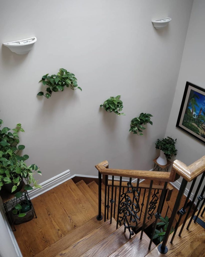 houseplantjournal: I’ve been sick over the past few days and not eating as much as I usually do, mu… I've been sick over the past few days and not eating as much as I usually do, mu...