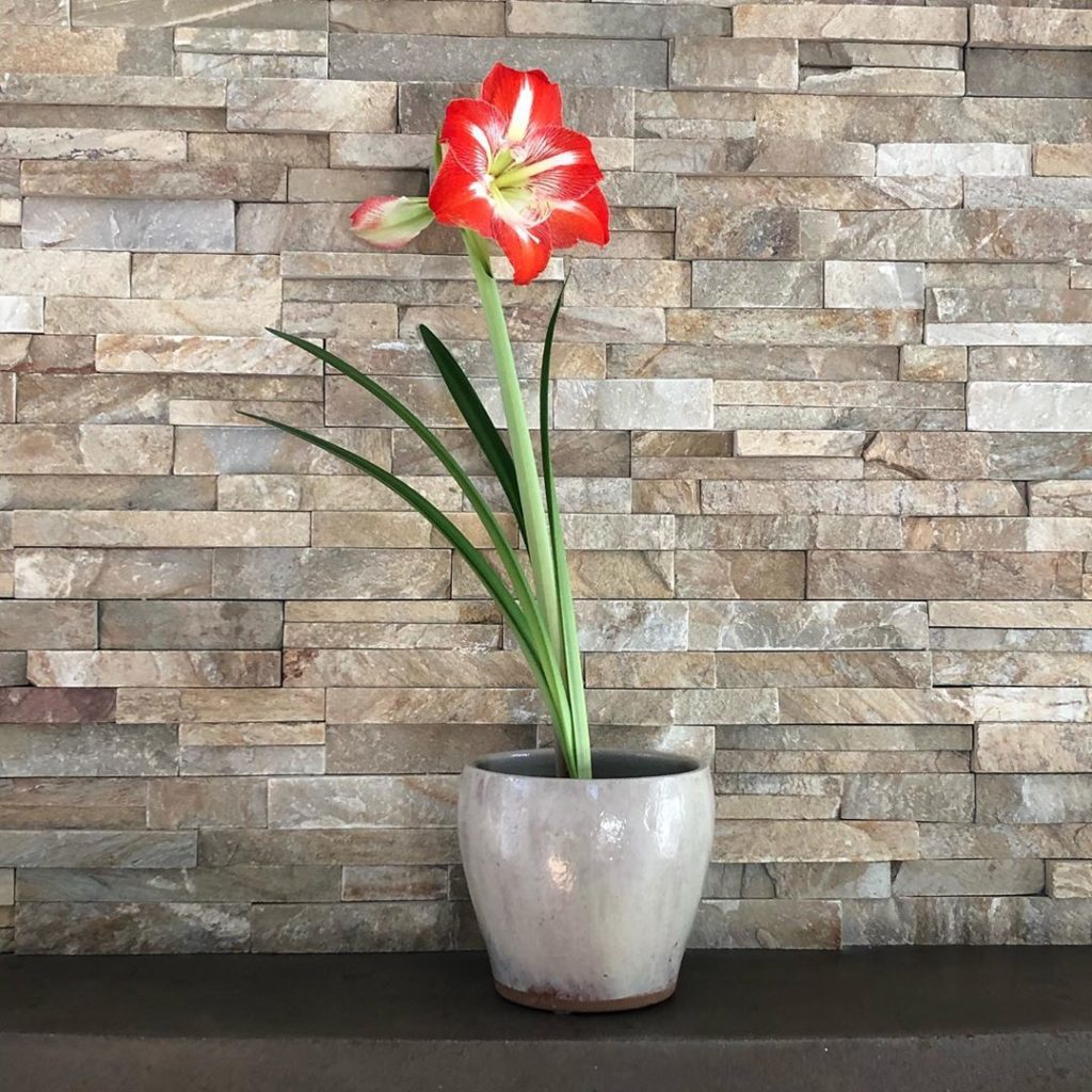 Three more blooms coming right behind it!
.
#amaryllis...