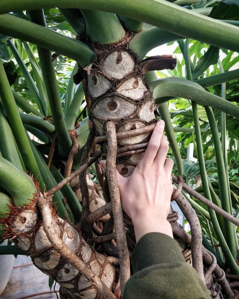 houseplantjournal: I’ve had the most amazing day here at @mulhalls – thank you to each person who c… I've had the most amazing day here at @mulhalls - thank you to each person who c...