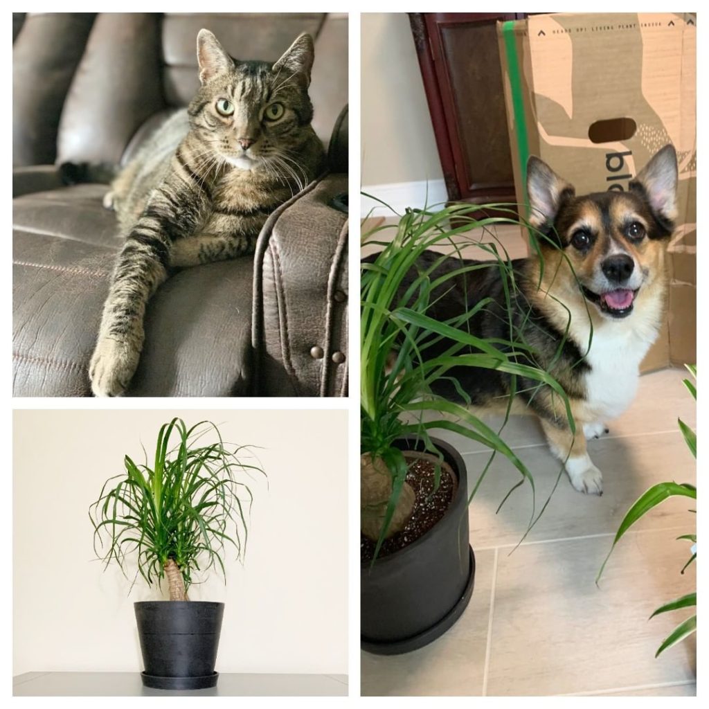 Do you have a love for both plants and pets?
.
As a pet parent, it's important t...