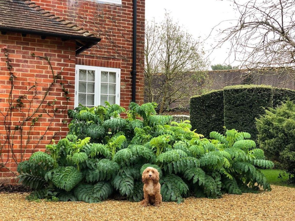marielouiseagius: Beth Chatto was spot on when she coined the expression ‘right plant right place’… Beth Chatto was spot on when she coined the expression ‘right plant right place’...