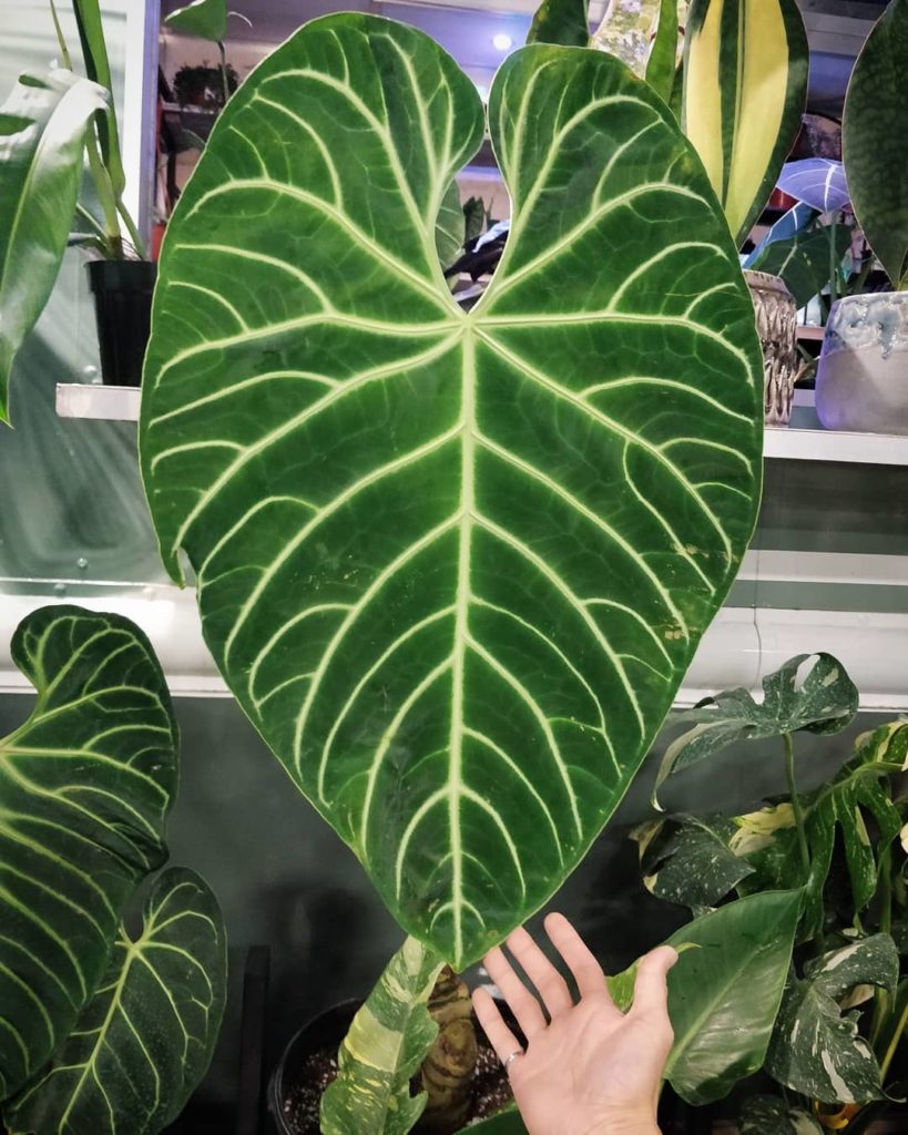 Where can you find 4 unicorn plants in one place? Tropical Plant International E...