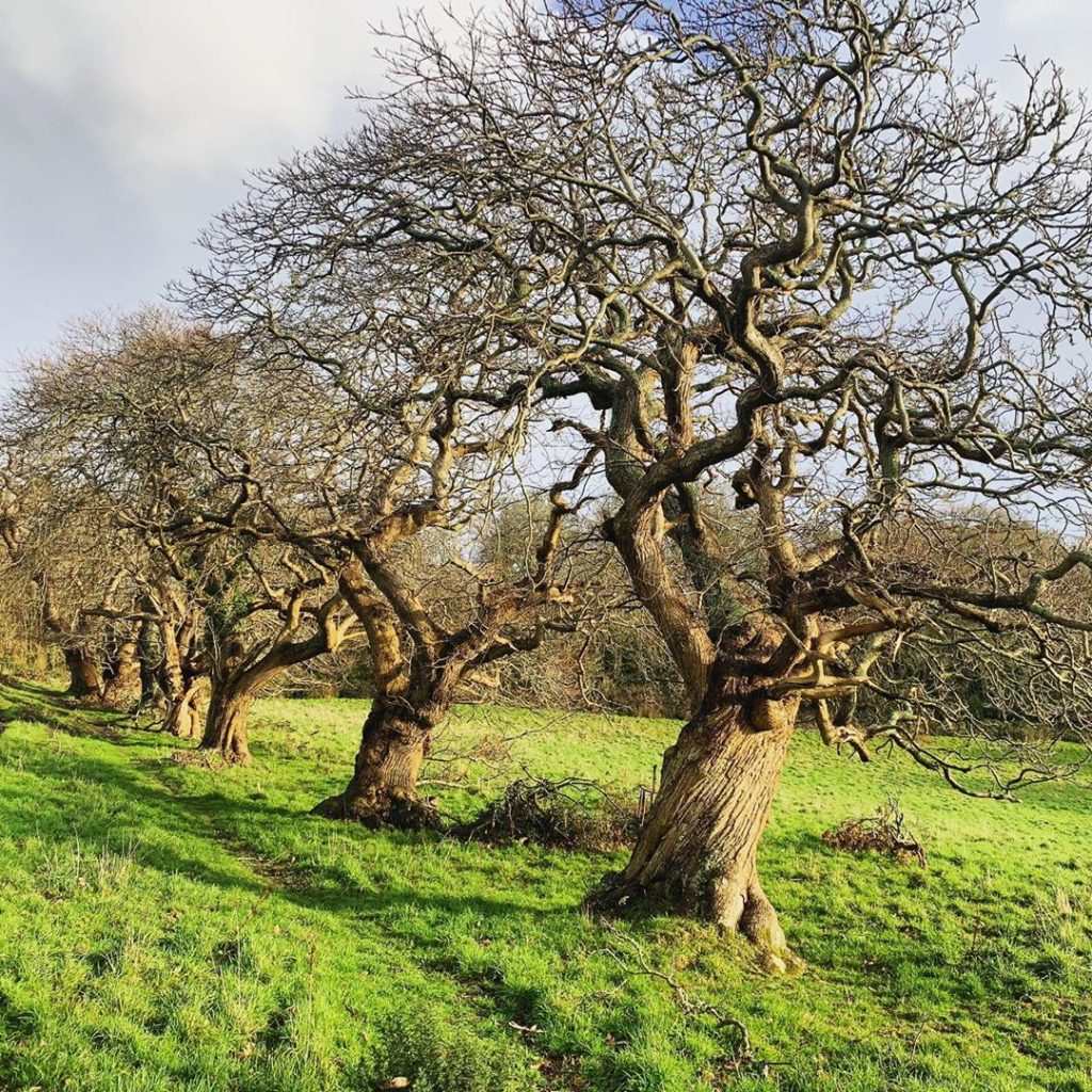 Spectacular Sweet Chestnut trees standing naked in bright winter sunshine. #swee...