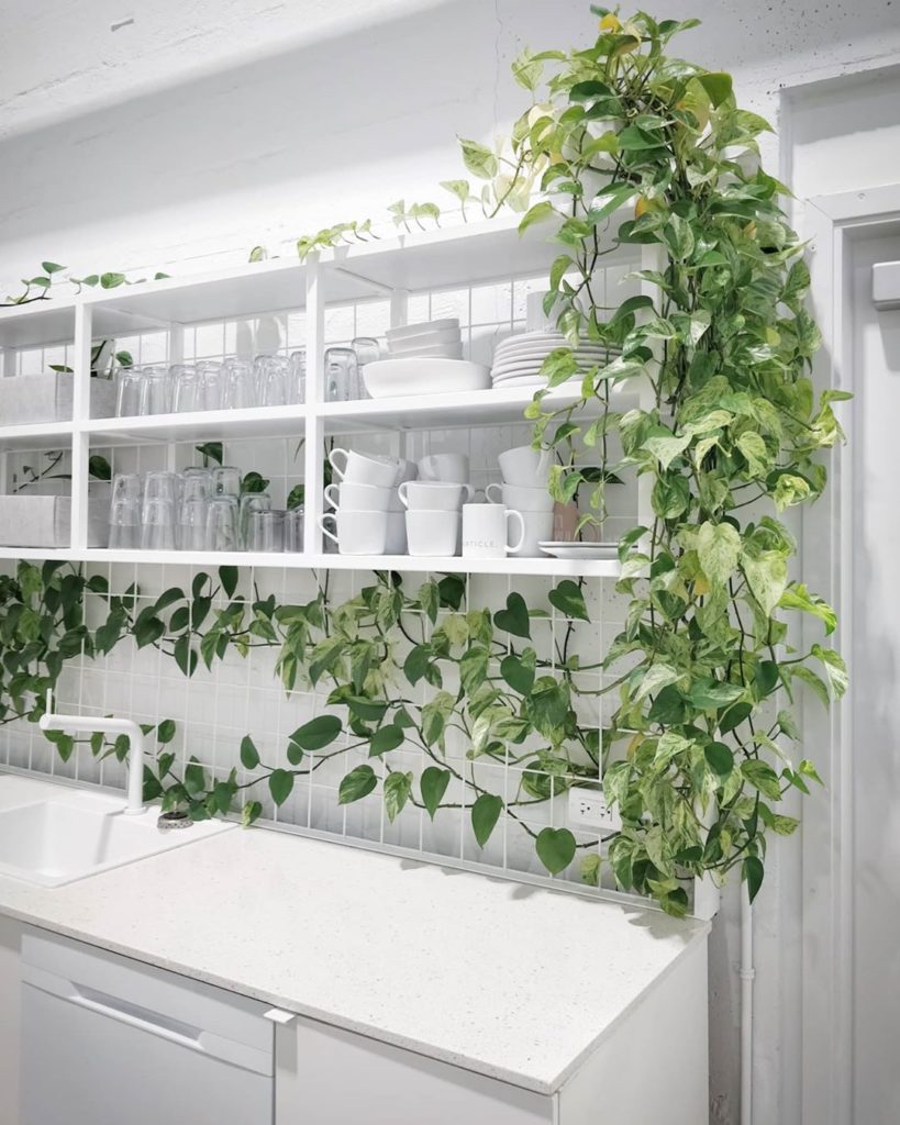houseplantjournal: Pothos Marble Queen of the Pantry (at Article HQ)
.
2️⃣ Thanks aga… Pothos Marble Queen of the Pantry (at Article HQ)
.
2️⃣ Thanks aga...