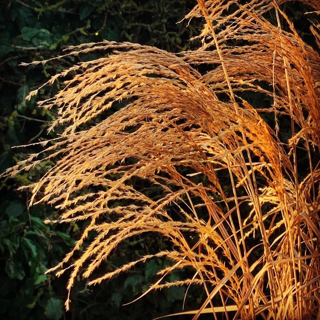 Just catching the very last of the sun #miscanthus #winter #gardendesign #garden...