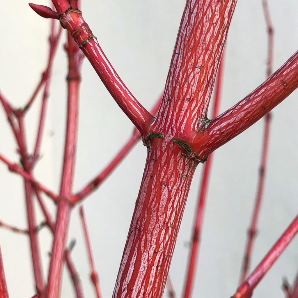 #bark’tastic #snake bark #maples: Acer conspicuum “Phoenix’ : Acer davidii ‘Vipe...
