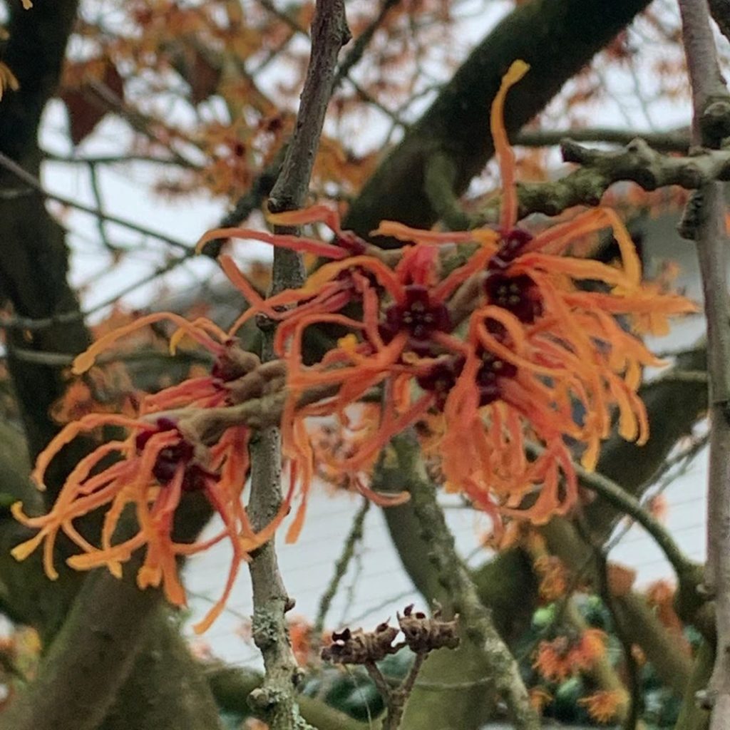 The leaden grey sky was flatly refusing to show this 5m+ Hamamelis off to its fu...