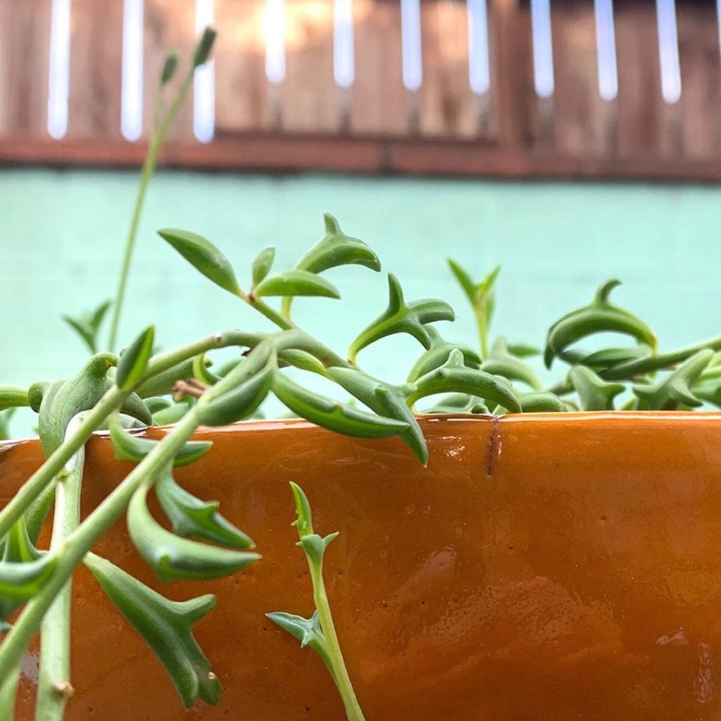 The thing about the string of dolphins #succulent is...it looks EXACTLY like a s...