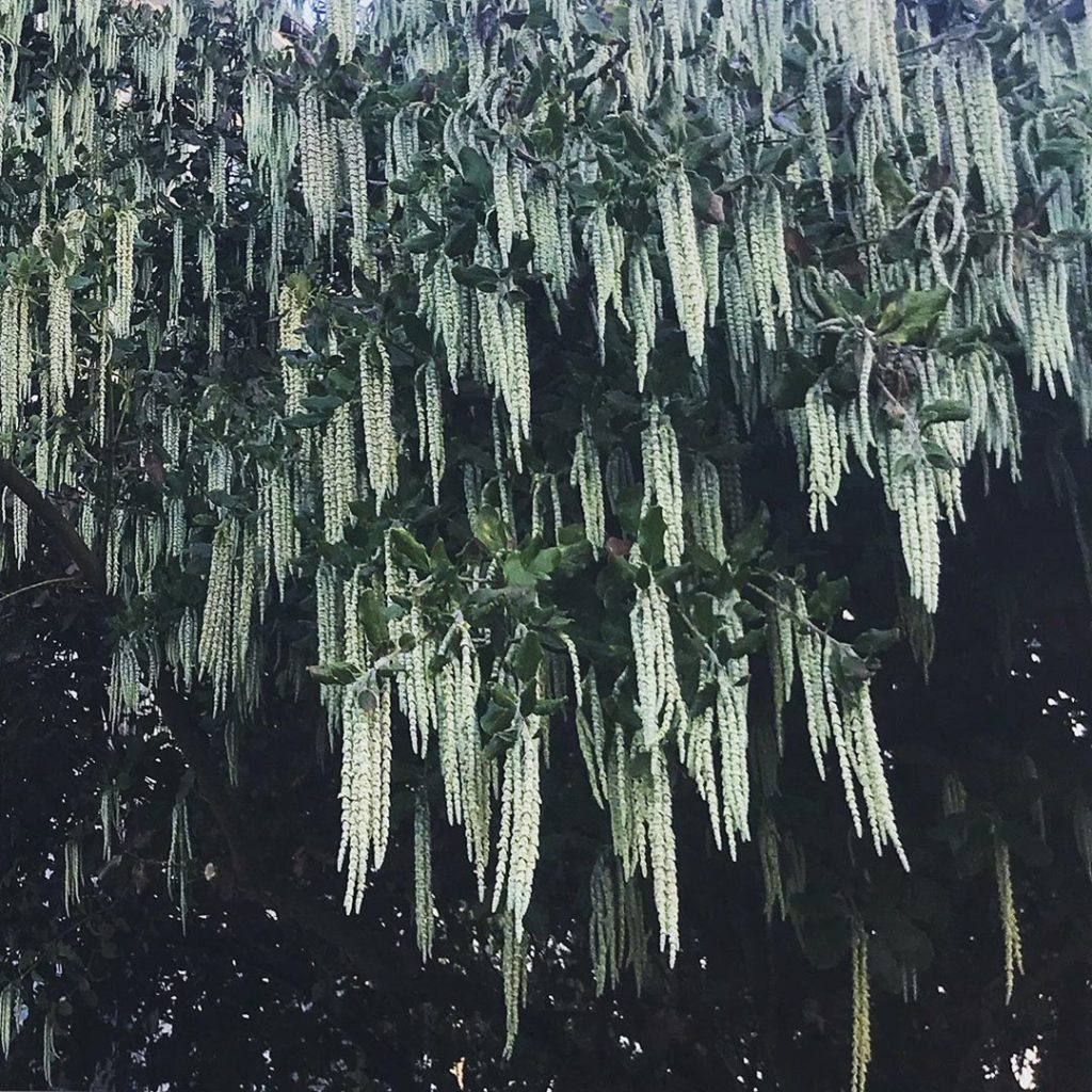 sheilajacklandscapes: Silk tassels #garryaelliptica it may be hanging all over a London pavement but … Silk tassels #garryaelliptica it may be hanging all over a London pavement but ...