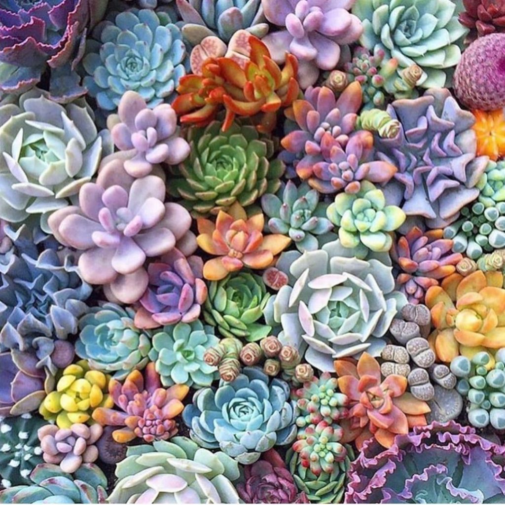 fairyblooms: Fun little fact about these succulent photos: when Iโm removing the soil to pre… Fun little fact about these succulent photos: when Iโm removing the soil to pre...