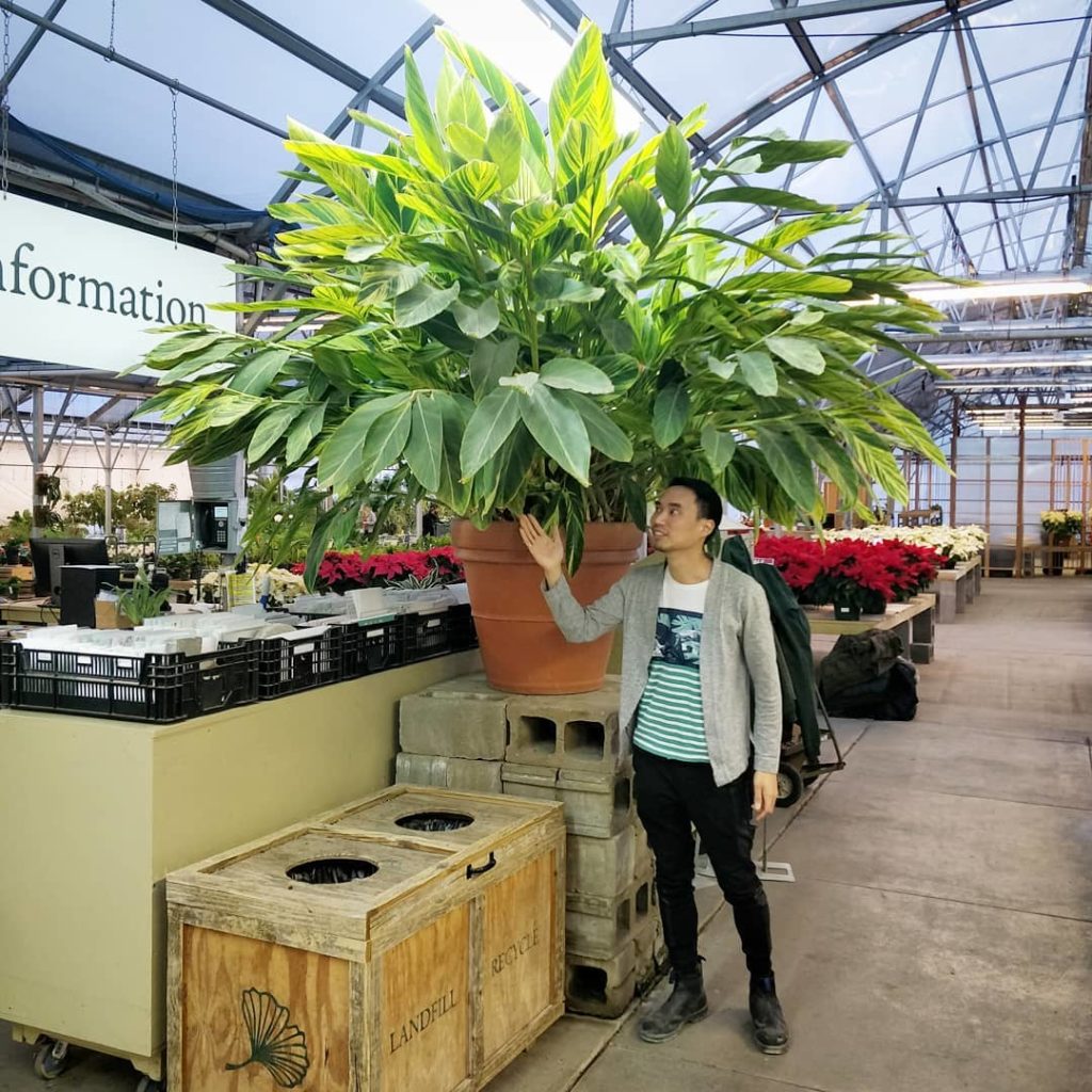 houseplantjournal: An impressive variegated ginger specimen – say ‘hello’ to her when you visit @mu… An impressive variegated ginger specimen - say 'hello' to her when you visit @mu...