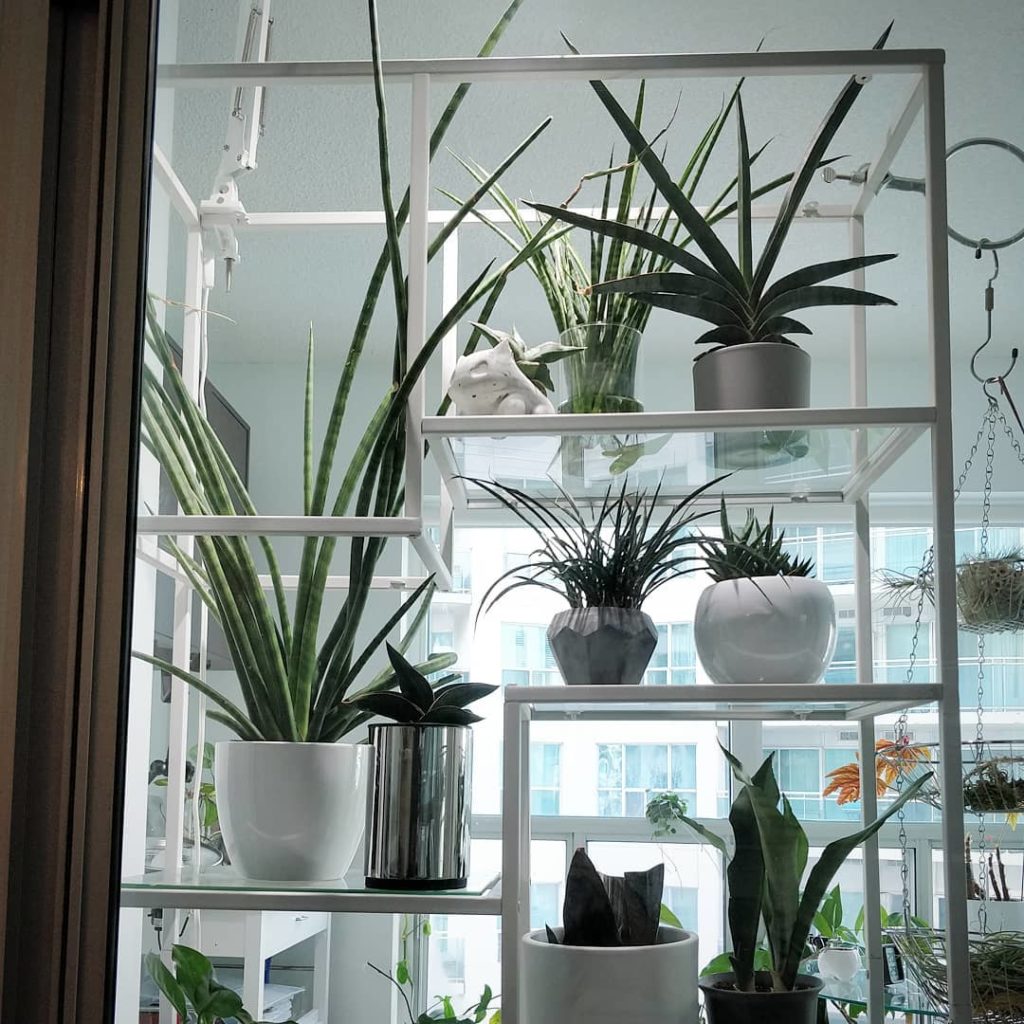 #SansevieriaSunday collection - they get the prime real estate on the etagere sh...