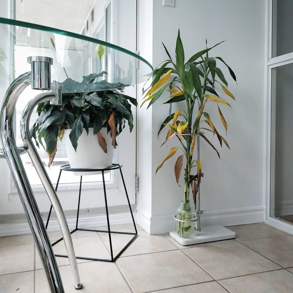 Two weeks after buying these Lucky Bamboo stems: your gut reaction is "what's wr...