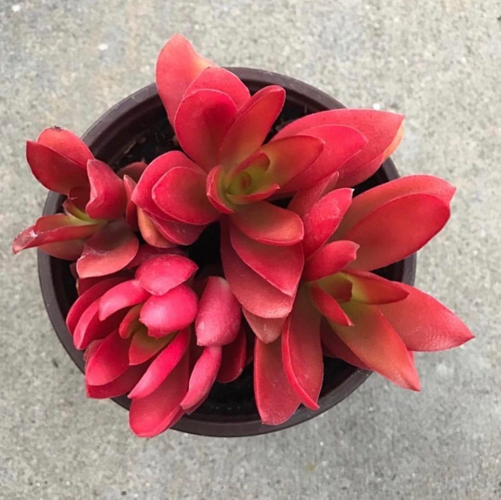 Crassula Campfire  is back in stock!...