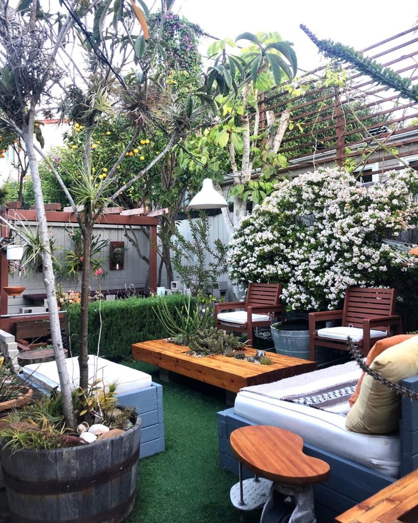 Winter mornings in the garden The jade tree (Crassula ovata) has made its yearly...