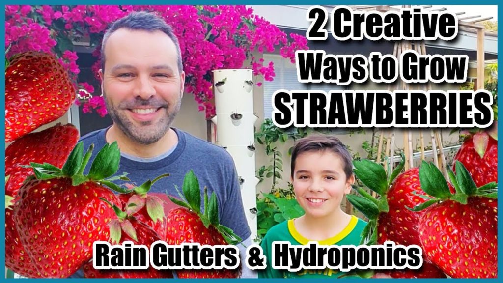Growing Strawberries in Rain Gutters to save space.