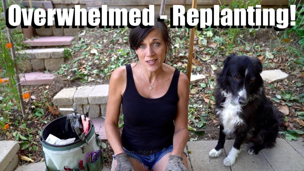 Overwhelmed after Garden Clean Up - But Replanting!