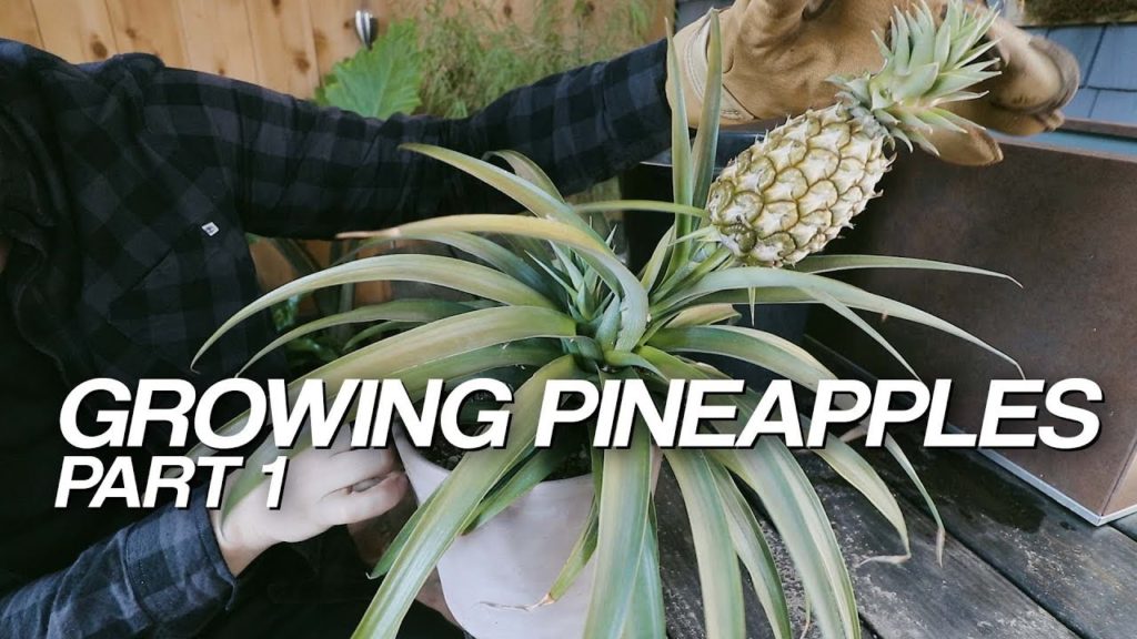 Epic Gardening: How to Grow Pineapple Part 1: Care and Propagation How to Grow Pineapple Part 1: Care and Propagation