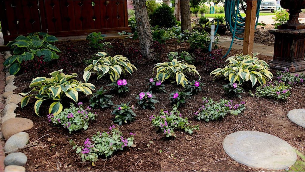 Garden Answer: Shade Plant Inspiration // Garden Answer Shade Plant Inspiration // Garden Answer