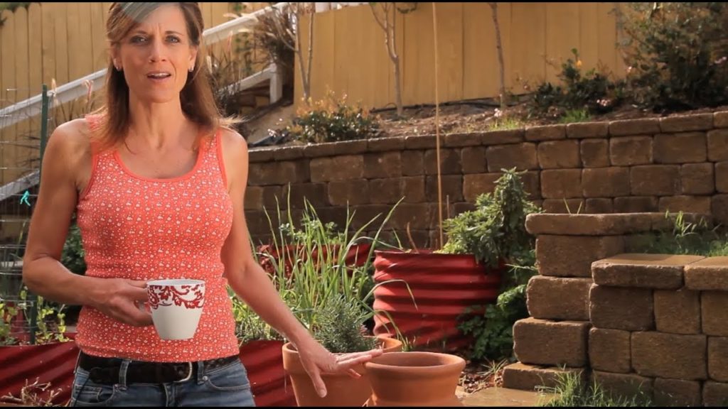 CaliKim: Gardening – It's Not a Home Run Every Time Gardening - It's Not a Home Run Every Time