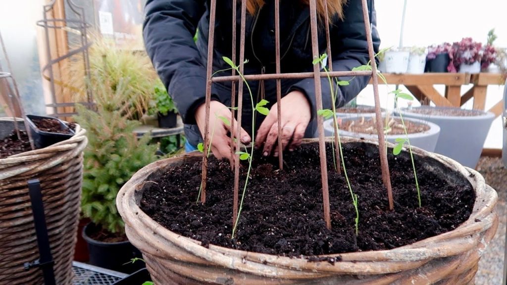 Garden Answer: Planting Foxglove/Delphinium Seeds & Transplanting Sweet Peas! 🌸🤞🥰// Garden Answer Planting Foxglove/Delphinium Seeds & Transplanting Sweet Peas! 🌸🤞🥰// Garden Answer