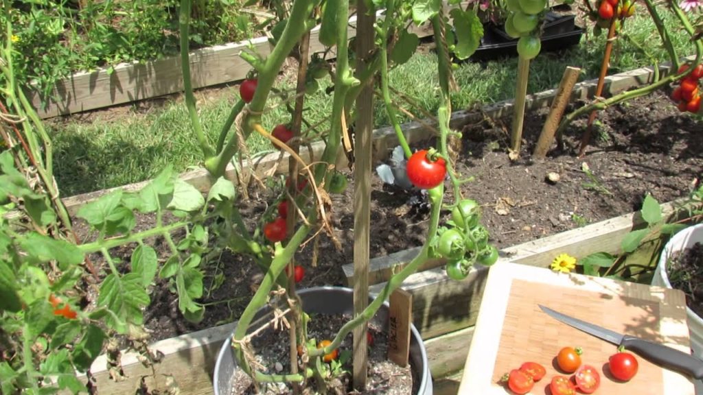 Tomato Profile: 'Glacier' an Early Cherry: Great for Containers - TRG 2014