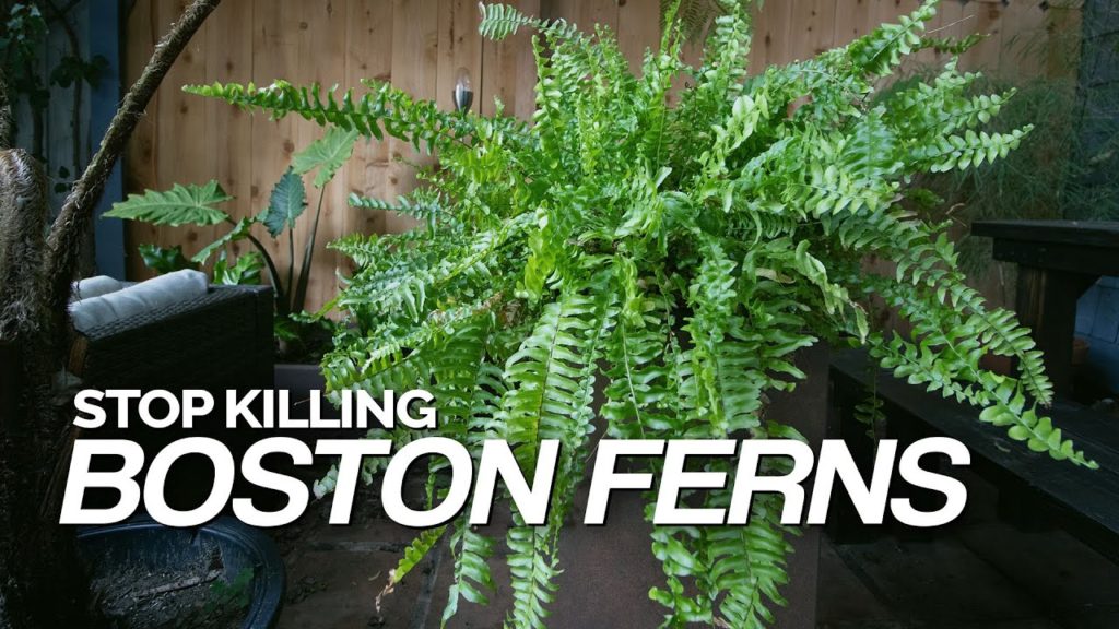 Time to Stop Killing Your Boston Ferns! Full Care Guide