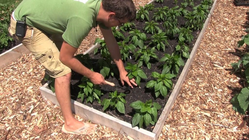 MIgardener: Worth it? Ep. 3 – Carrot Hoe Worth it? Ep. 3 - Carrot Hoe