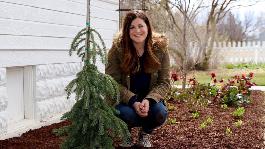 Garden Answer: Planting a Weeping White Spruce 🌲💚 // Garden Answer Planting a Weeping White Spruce 🌲💚 // Garden Answer