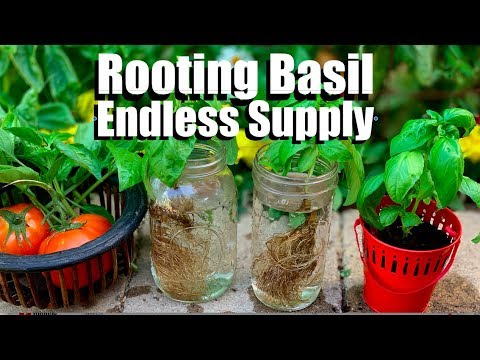 CaliKim: How to Root Basil from Cuttings in Water for an Endless (FREE) Supply 🌿 How to Root Basil from Cuttings in Water for an Endless (FREE) Supply 🌿