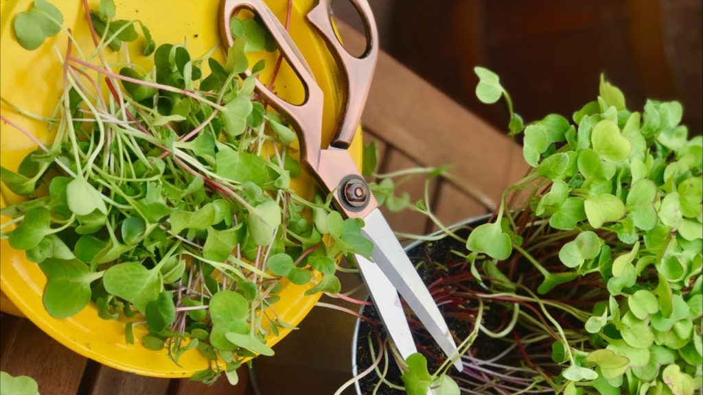 CaliKim: ๐
 LIVE: 5 Garden Hacks to Save Time and Money, Q & A (REPLAY) ๐
 LIVE: 5 Garden Hacks to Save Time and Money, Q & A (REPLAY)