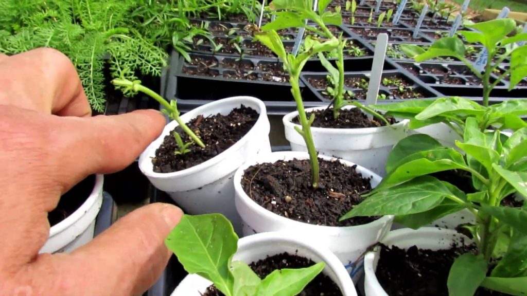 Tour 5 2019: TRG Homestead - All My Transplants, Containers Set Up,  My Acclimation Station