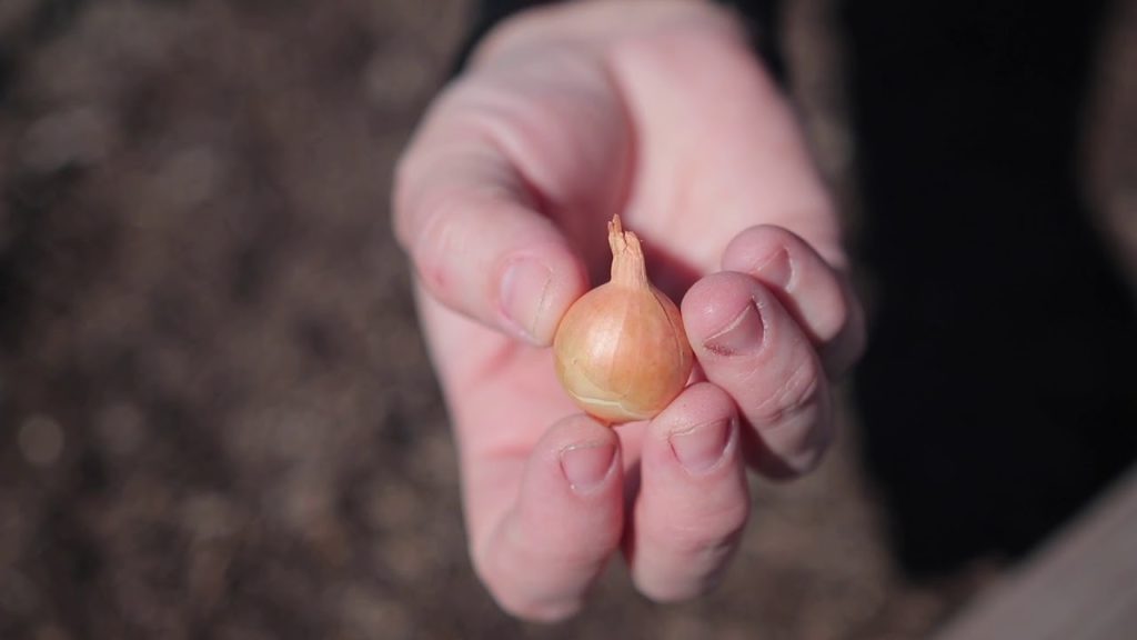 Garden Answer: How to Plant Onion Sets 🌱 // Garden Answer How to Plant Onion Sets 🌱 // Garden Answer