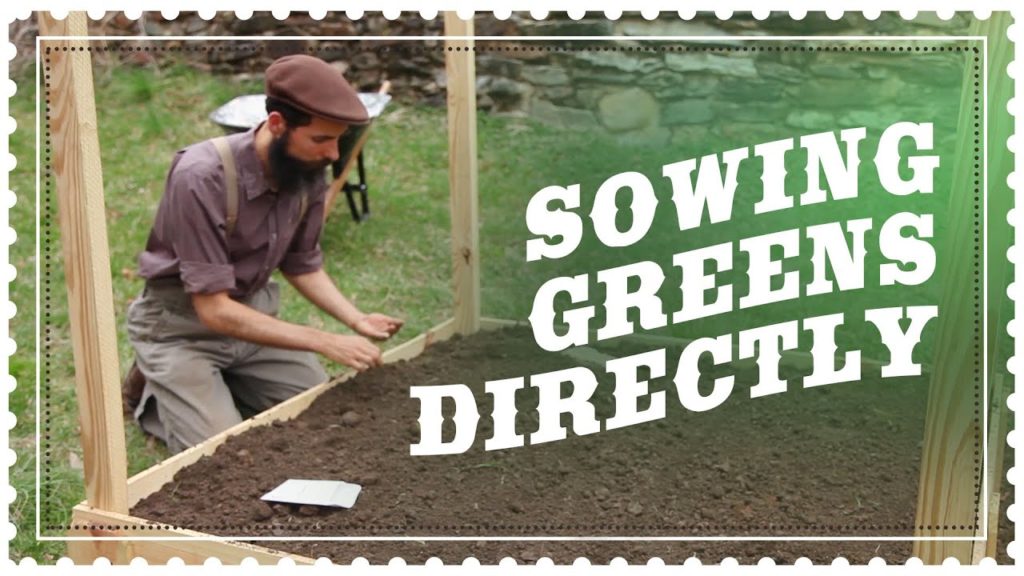 Sowing Salad Greens Directly. Kale, Arugula, Swiss Chard