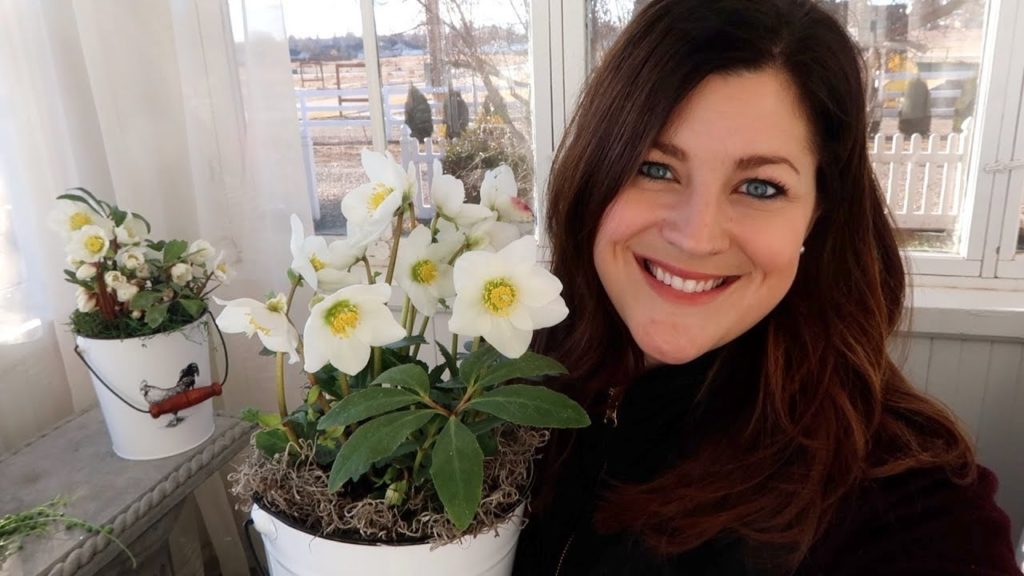 Garden Center Haul + A Few Thoughts on Hellebores 🌿😊// Garden Answer