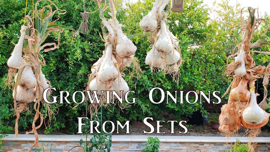 California Gardening: Growing Onion From Sets – How To Grow Great Onions! Growing Onion From Sets - How To Grow Great Onions!