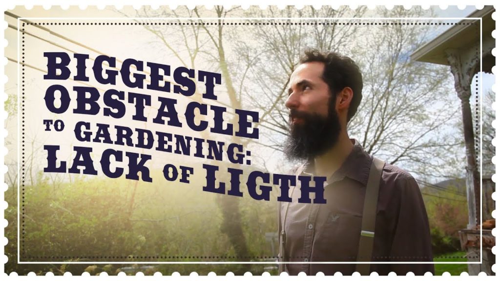 Increasing Sunlight in Garden for Bigger Harvest