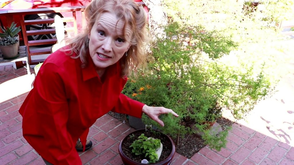 Kaye Kittrell: Front Yard Garden Tour – Stinging Nettle, Monarch Butterfly, Perennials! – Part2 Front Yard Garden Tour - Stinging Nettle, Monarch Butterfly, Perennials! - Part2