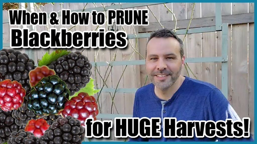 How to Prune Blackberries for HUGE Harvests!