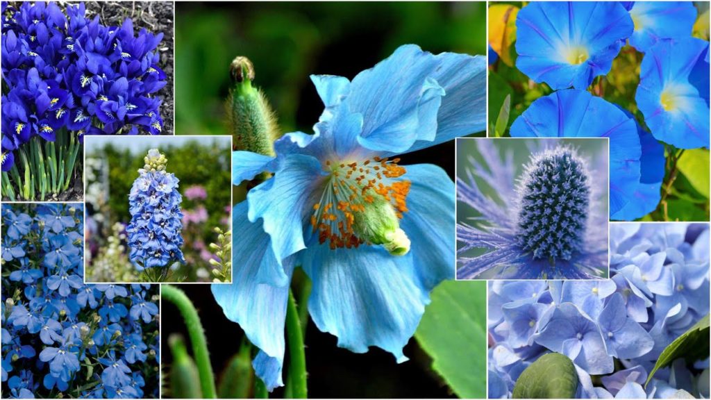 Garden Answer Highlights: 24 Blue Flowering Plants! 💙 24 Blue Flowering Plants! 💙